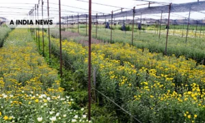 फूलों से शुरू करें शानदार बिजनेस: सिर्फ दो महीने में मिलेगा बड़ा मुनाफा!