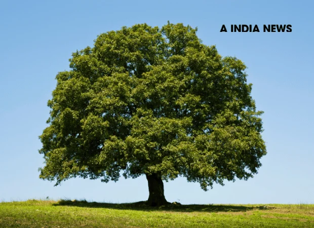 प्रकृति के 14 अद्भुत तथ्य जो आपके दिमाग को हिला देंगे! प्रकृति के 14 अद्भुत तथ्य जो आपके दिमाग को हिला देंगे!