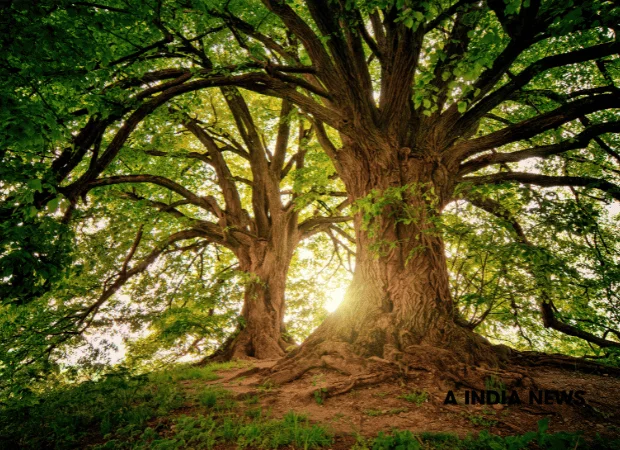 प्रकृति के 14 अद्भुत तथ्य जो आपके दिमाग को हिला देंगे! प्रकृति के 14 अद्भुत तथ्य जो आपके दिमाग को हिला देंगे!