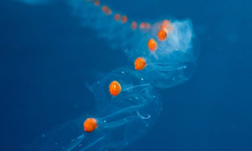 गैलीफोर्नियन जेलीफिश (Galápagos Jellyfish)