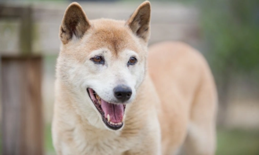 न्यू गिनी गायक कुत्ता (New Guinea Singing Dog)
