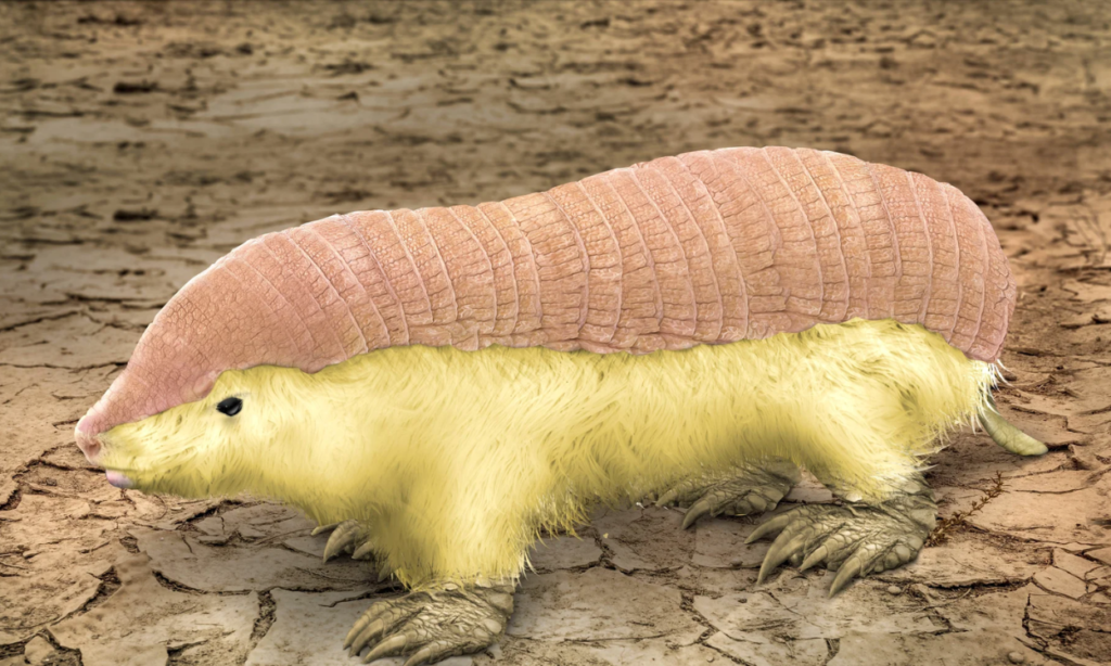 पिंक फेयरी आर्मडिलो (Pink Fairy Armadillo)