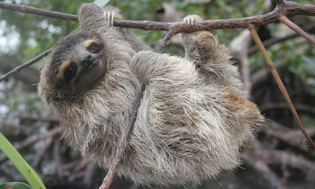 भिक्षु स्लॉथ या बौना स्लॉथ  (Pygmy Three-Toed Sloth)