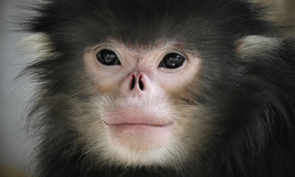 स्नॉब-नोज्ड बंदर (Snub-Nosed Monkey)