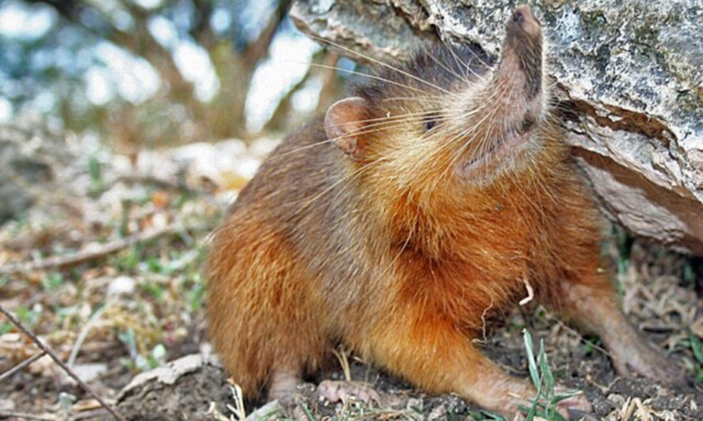 सोलनोड (Solenodon)