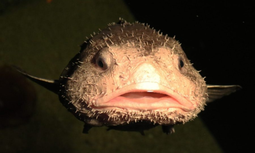 A India news_blobfish