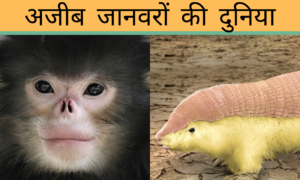 अजीब जानवरों की दुनिया: जानिए कौन हैं ये विचित्र जीव!