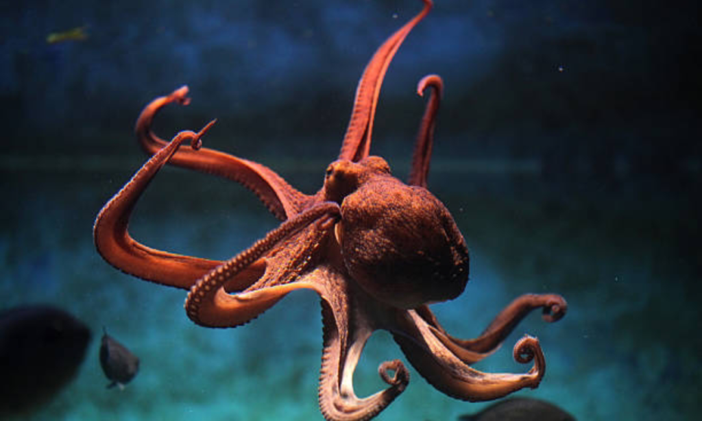 ऑक्टोपस (Octopus)