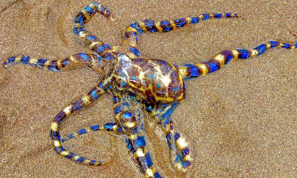 A India news_ब्लू रिंग्ड ऑक्टोपस (Blue-Ringed Octopus)