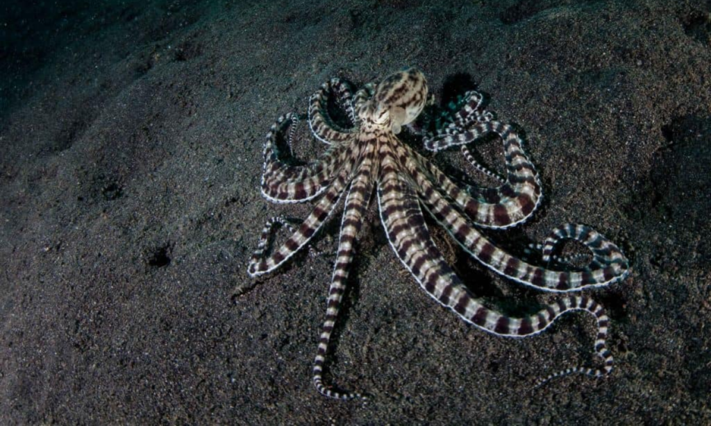 A India news_मिमिक ऑक्टोपस (Mimic Octopus)